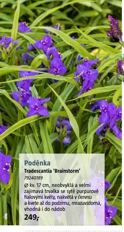 Bauhaus Poděnka Tradescantia 'Brainstorm' nabídka