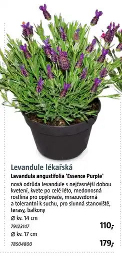 Bauhaus Levandule lékařská Lavandula angustifolia 'Essence Purple' nabídka