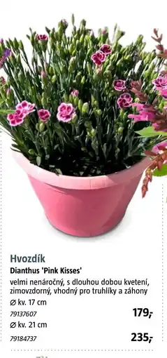 Bauhaus Hvozdík Dianthus 'Pink Kisses' nabídka