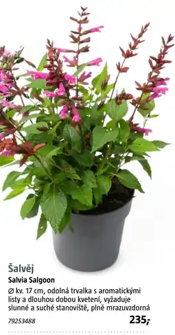 Bauhaus Šalvěj Salvia Salgoon nabídka