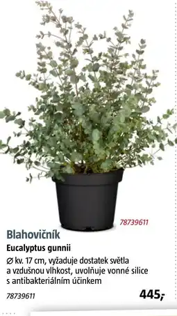 Bauhaus Blahovičník Eucalyptus gunnii nabídka