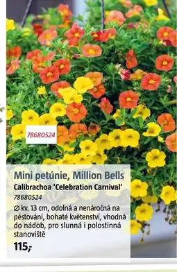 Bauhaus Mini petúnie, Million Bells nabídka