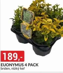 Euonymus 4 pack brslen, nízký keř