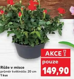 Kaufland Růže v misce nabídka