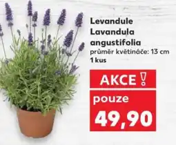 Kaufland Levandule Lavandula angustifolia nabídka