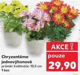 Kaufland Chryzantéma jednovýhonová nabídka