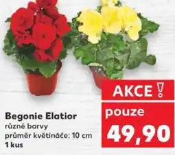 Kaufland Begonie Elatior nabídka