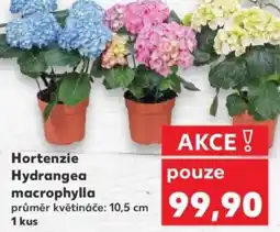 Kaufland Hortenzie Hydrangea macrophylla nabídka