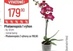 Globus Phalaenopsis 1 výhon nabídka