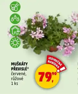 Penny Market Muškáty převislé nabídka