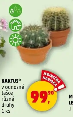 Penny Market Kaktus nabídka
