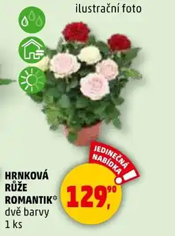 Penny Market Hrnková růže romantik nabídka