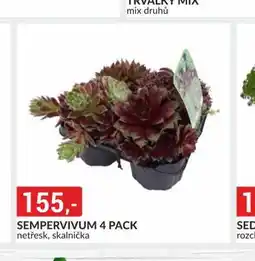 Baumax Sempravivum 4 pack nabídka