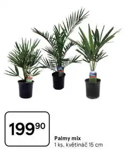 Tesco Palmy mix, 1 ks, květináč 15 cm nabídka