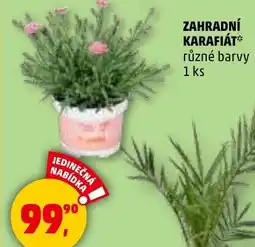 Penny Market Zahradní karafiát nabídka