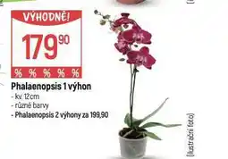 Globus Orchidea - phalaenopsis nabídka
