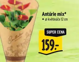 Albert Antúrie mix nabídka