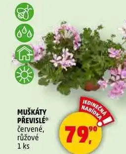 Penny Market MUŠKÁTY PŘEVISLÉ červené, růžové, 1 ks nabídka