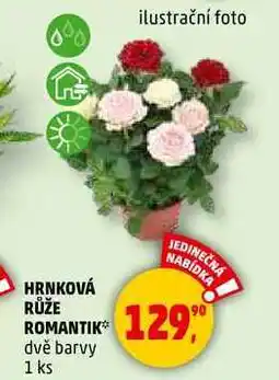 Penny Market HRNKOVÁ RŮŽE ROMANTIK dvě barvy, 1 ks nabídka