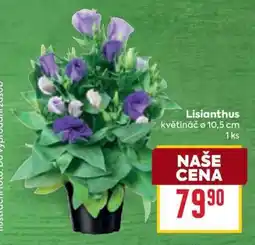 Billa Lisianthus nabídka