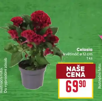 Billa Celosia nabídka