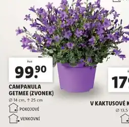 Lidl CAMPANULA GETMEE (ZVONEK) nabídka