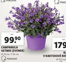 Lidl Campanula zvonek nabídka