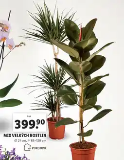 Lidl Mix velkých rostlin nabídka