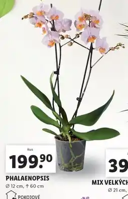 Lidl Orchidea - phalaenopsis nabídka