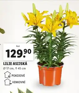 Lidl Lilie asijská nabídka