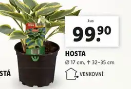 Lidl Hosta nabídka