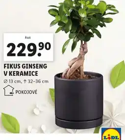 Lidl Fikus ginseng v keramice nabídka