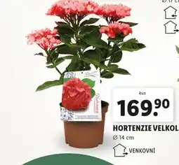 Lidl Hortenzie velkolistá nabídka