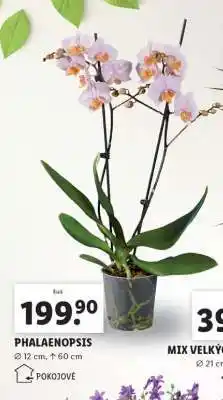 Lidl Phalaenopsis nabídka