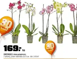 OBI Orchidej (phalaenopsis) nabídka