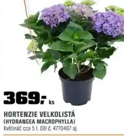 OBI Hortenzie velkolistá (hydrangea macrophylla) nabídka