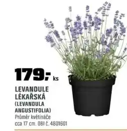 OBI Levandule lékařská (levandula angustifolia) nabídka