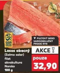 Kaufland Losos obecný nabídka