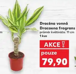 Kaufland Dracéna vonná nabídka