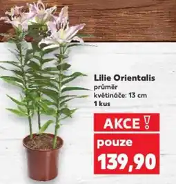 Kaufland Lilie Orientalis nabídka