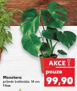 Kaufland Monstera nabídka