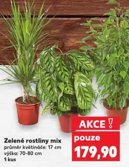 Kaufland Zelené rostliny mix nabídka