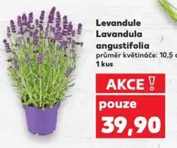 Kaufland Levandule Lavandula angustifolia nabídka