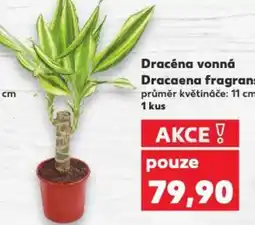Kaufland Dracéna vonná Dracaena fragrans nabídka