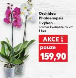 Kaufland Orchidea Phalaenopsis 1 výhon nabídka