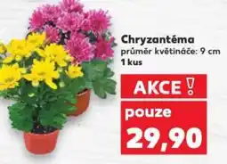 Kaufland Chryzantéma nabídka