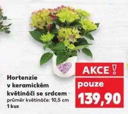 Kaufland Hortenzie v keramickém květináči se srdcem nabídka