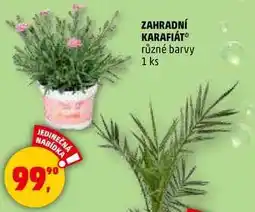 Penny Market ZAHRADNÍ KARAFIÁT různé barvy, 1 ks nabídka