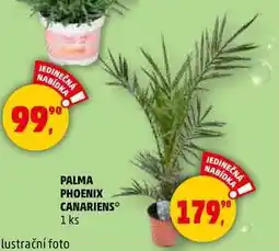 Penny Market PALMA PHOENIX CANARIENS, 1 ks nabídka