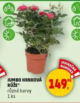 Penny Market JUMBO HRNKOVÁ RŮŽE nabídka